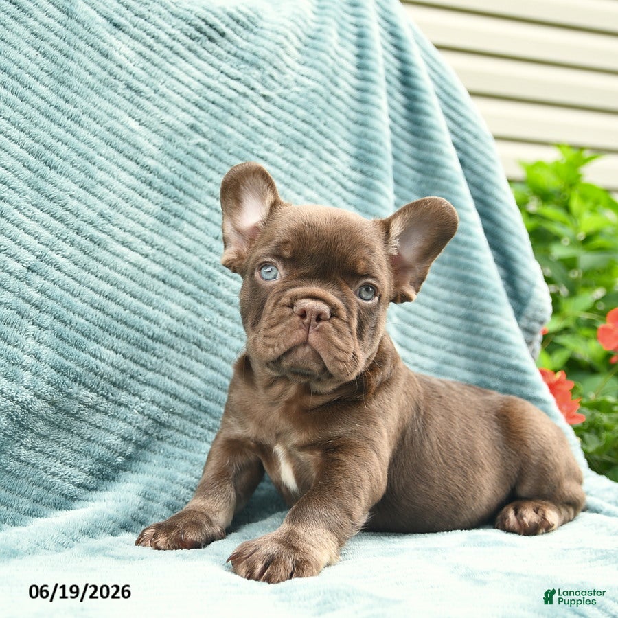 French Bulldog dogs Reese - Ad 1