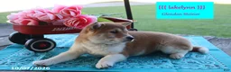 Shiba Inu dogs for sale: Lakelynn - Ad 4