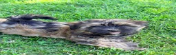 Havanese dogs for sale: Bruno  - Ad 3