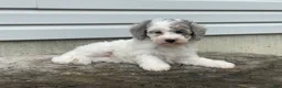 Miniature Poodle dogs for sale: Dimples Miniature Poodle  - Ad 4