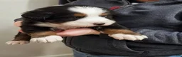 Bernese Mountain Dog dogs for sale: Bernese Mountain Dog Puppy 1 - Ad 2