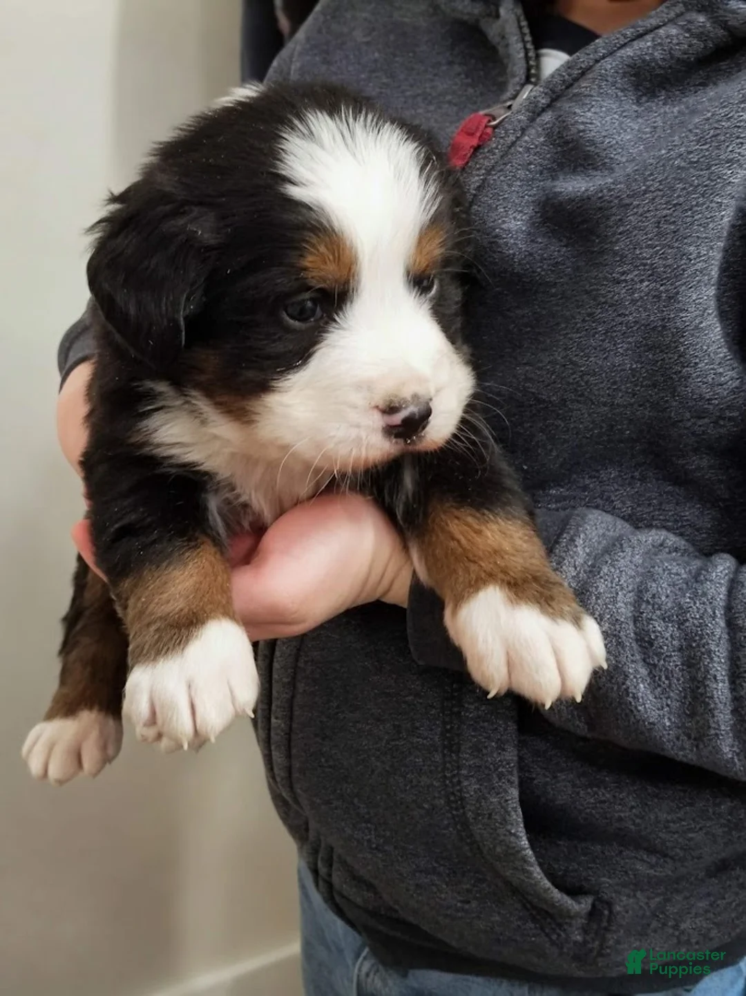 Bernese Mountain Dog dogs for sale: Bernese Mountain Dog Puppy 1 - Ad 2