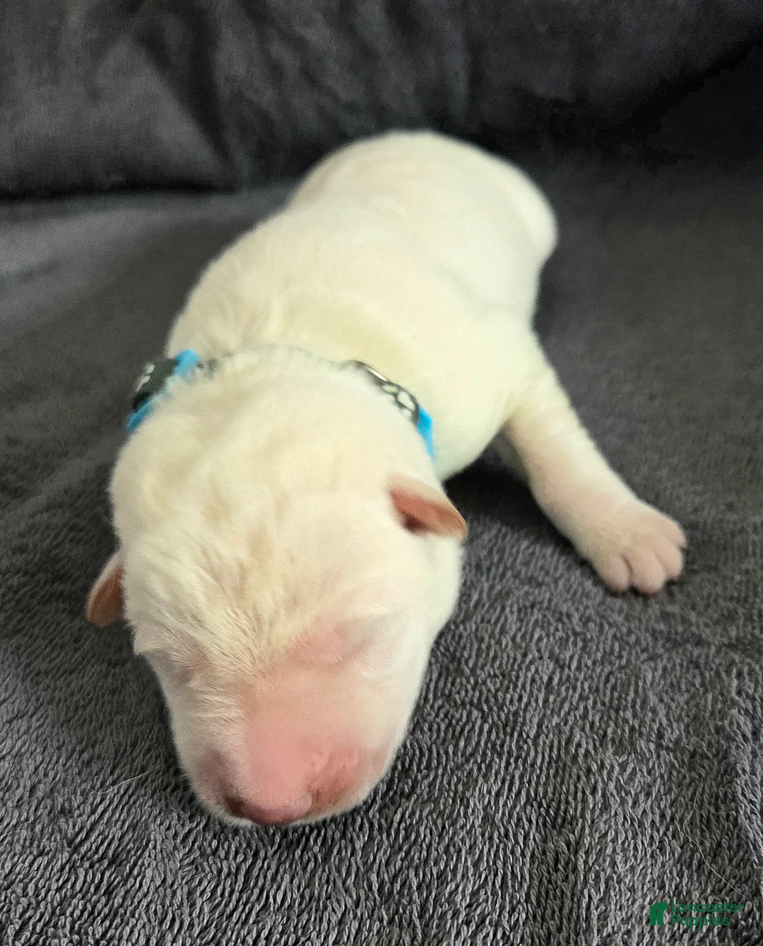 German Shepherd dogs for sale: German Shepherd Puppy 1 - Ad 1