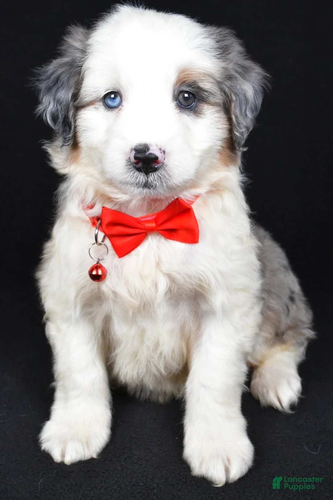 Mini Aussiedoodle dogs for sale: Wiggles - Ad 1