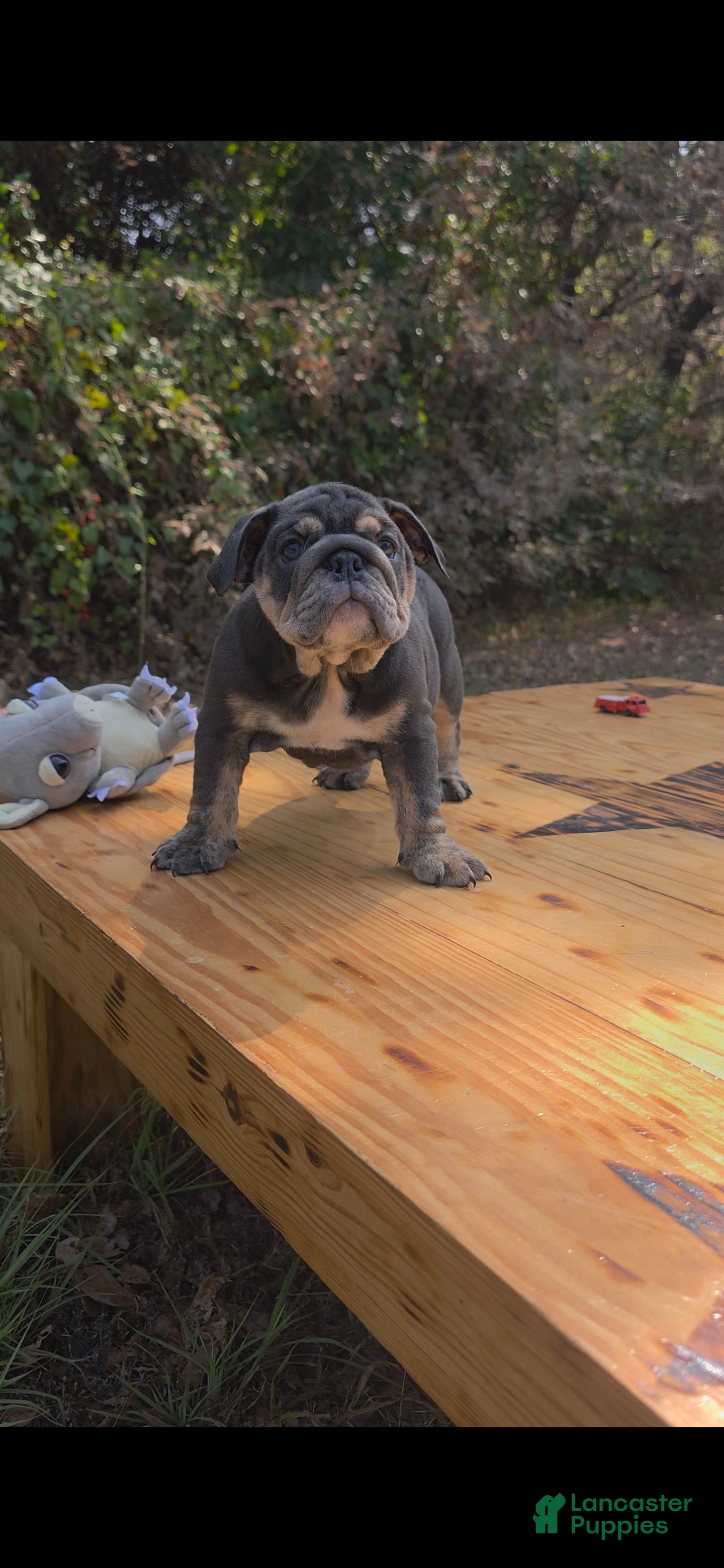 English Bulldog dogs DAKOTA - Ad 1