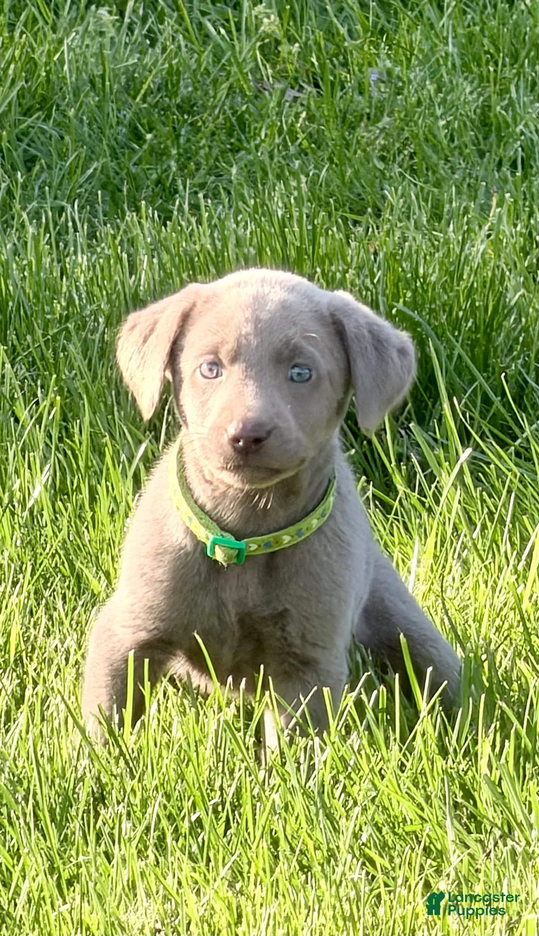 Labrador Retriever dogs for sale: Piper - Ad 2