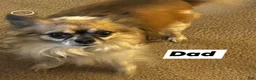Chihuahua dogs for sale: Chihuahua Puppy 4 - Ad 3
