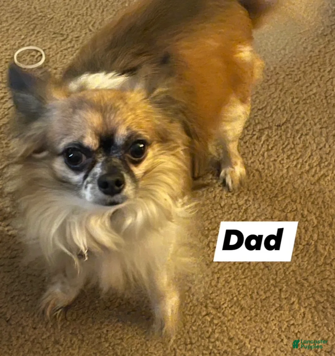 Chihuahua dogs for sale: Chihuahua Puppy 4 - Ad 3
