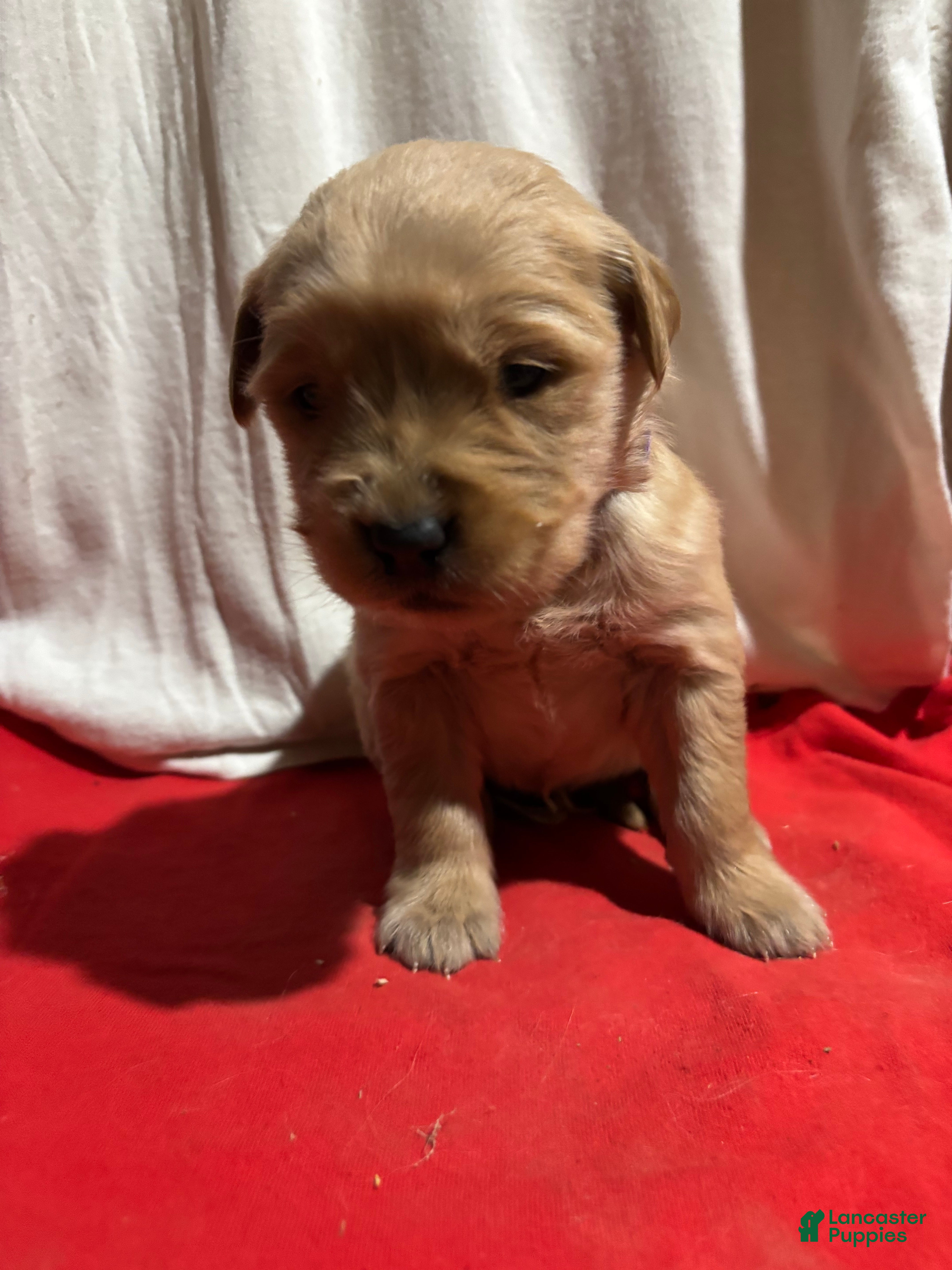 Golden Retriever dogs Purple - Ad 13