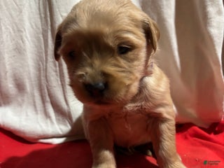 Golden Retriever dogs Purple - Ad 13