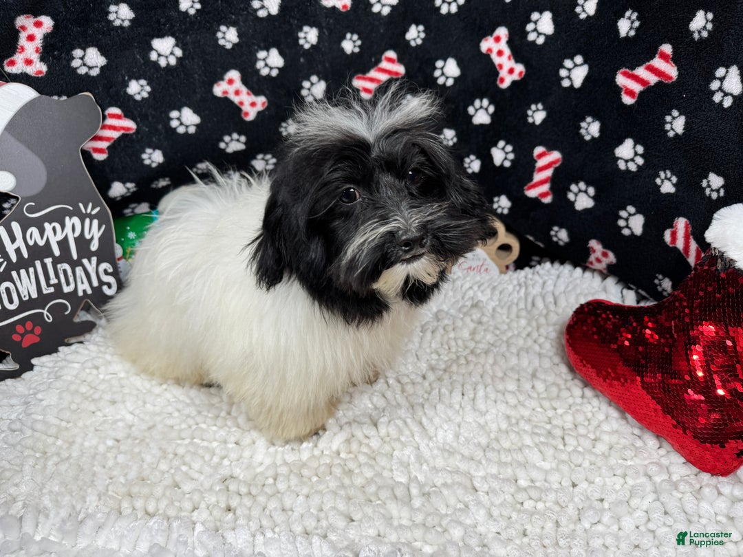 Havanese dogs for sale: Havanese Puppy 1 - Ad 2