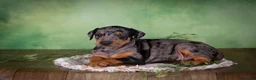 Mixed Breed dogs for sale: Montana - Ad 4