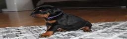 Doberman Pinscher dogs for sale: Luna - Ad 4