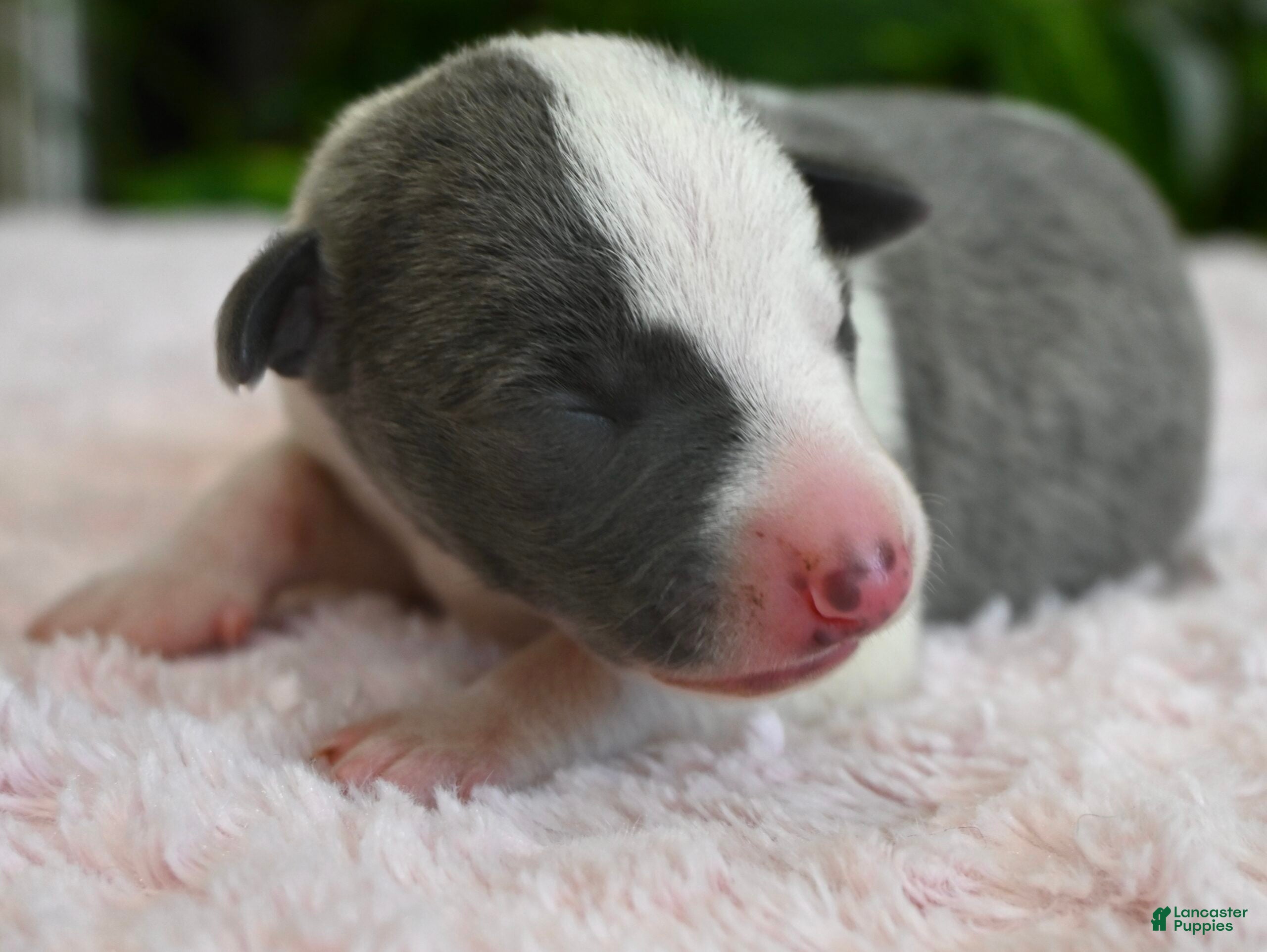Whippet dogs Kiwi - Ad 2