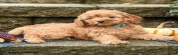 Cockapoo dogs for sale: Dusty - Ad 3