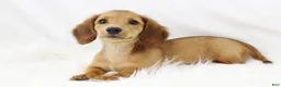 Dachshund dogs for sale: Candy Lou R 7562 - Ad 4
