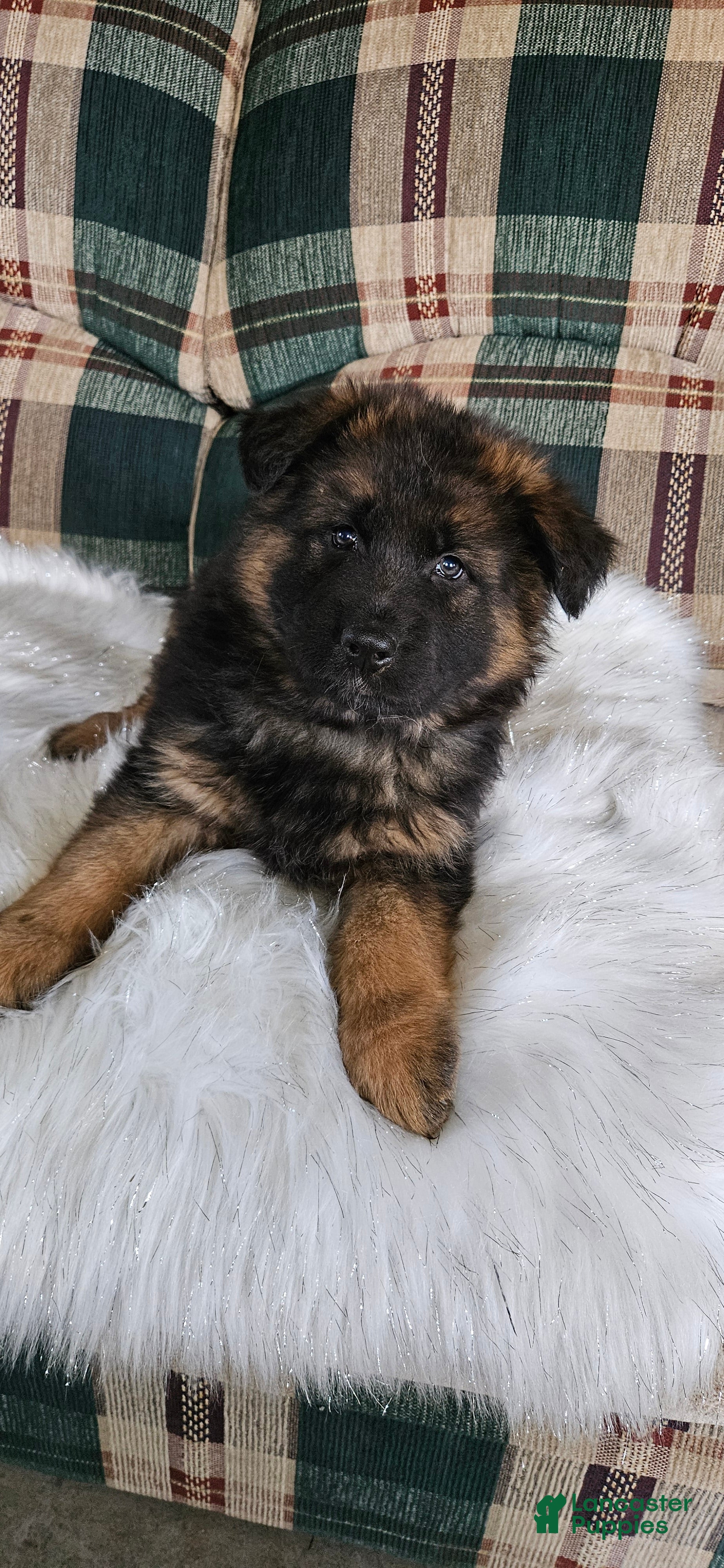 German Shepherd dogs Lainey - Ad 1