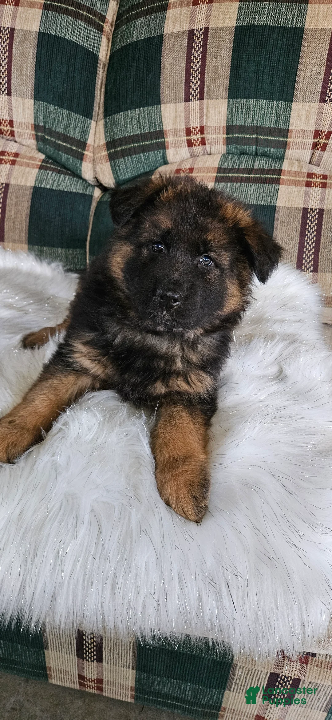 German Shepherd dogs for sale: Lainey - Ad 1