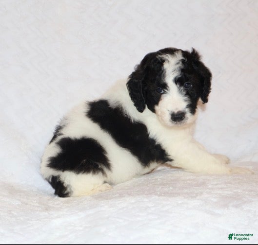 Mini Goldendoodle dogs Rita - Ad 2