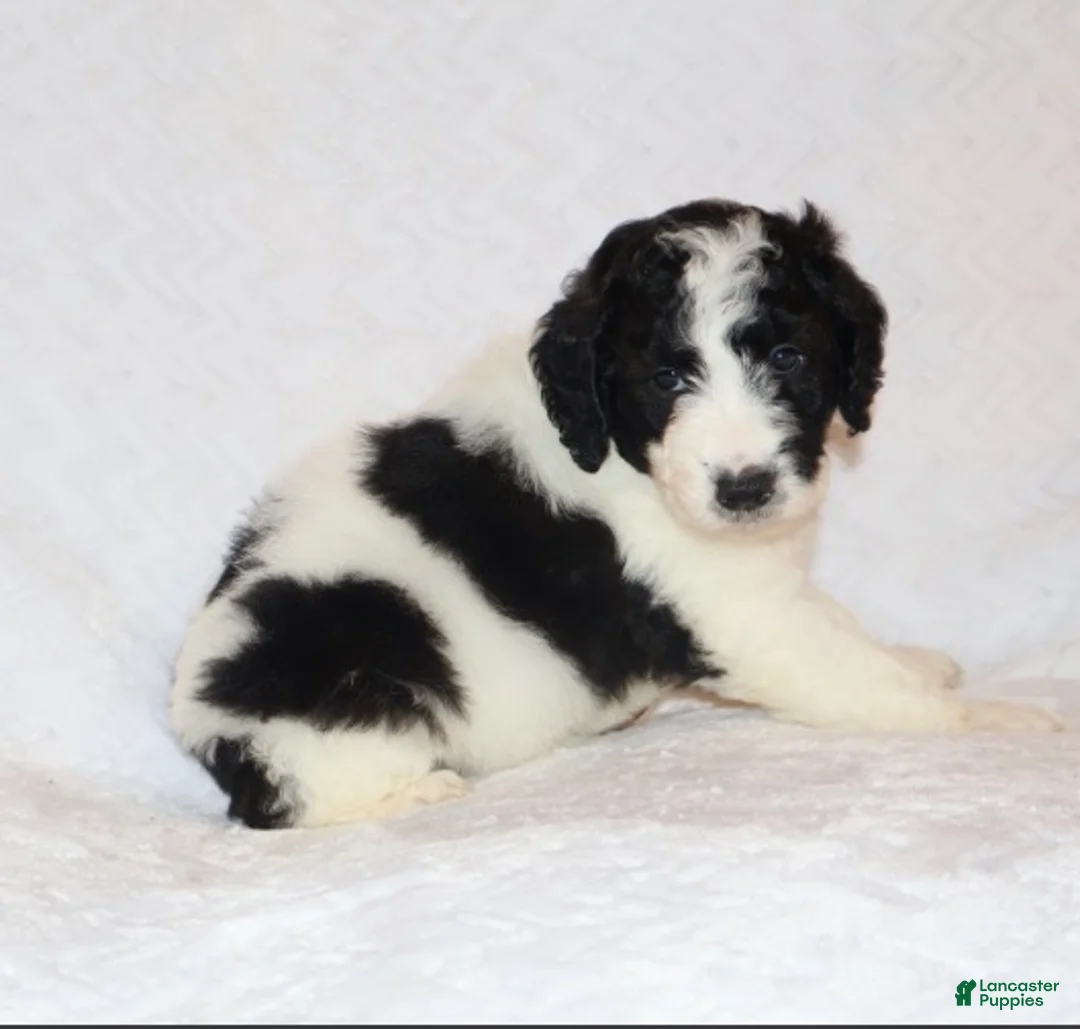 Mini Goldendoodle dogs for sale: Rita - Ad 2