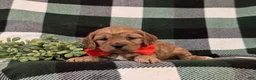 Cockapoo dogs for sale: Doyle - Ad 5