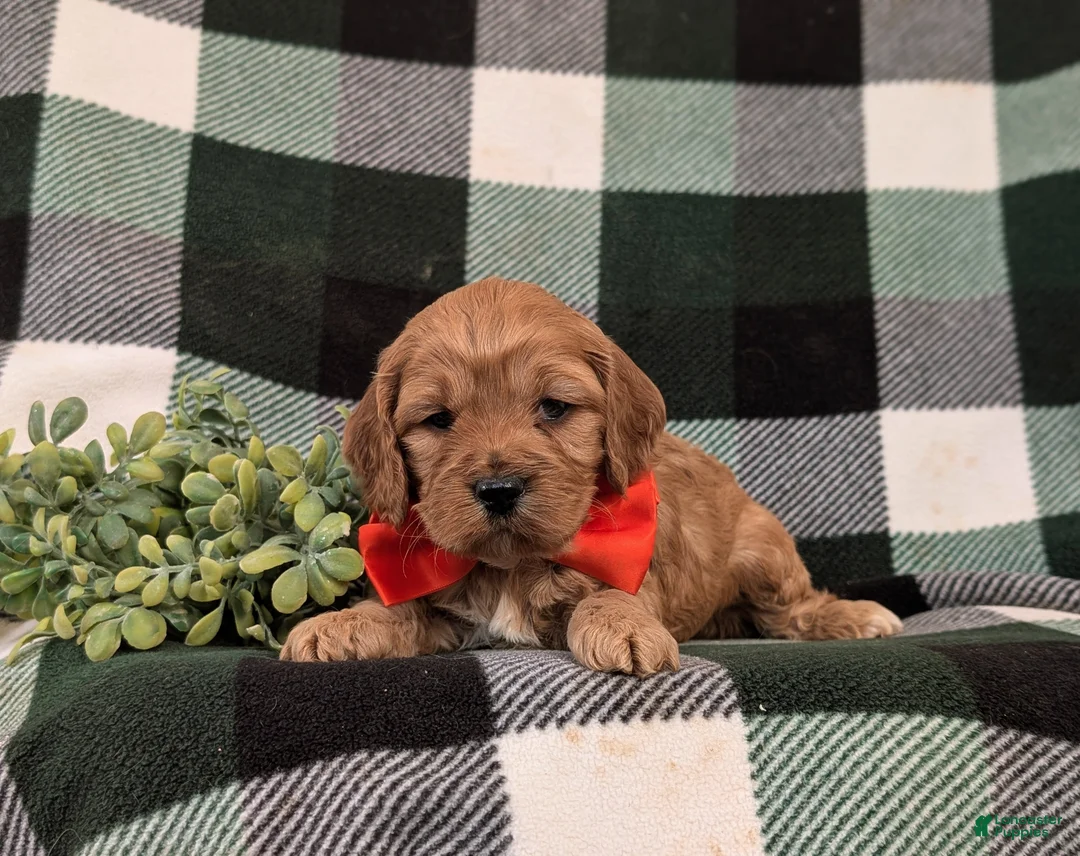 Cockapoo dogs for sale: Doyle - Ad 5