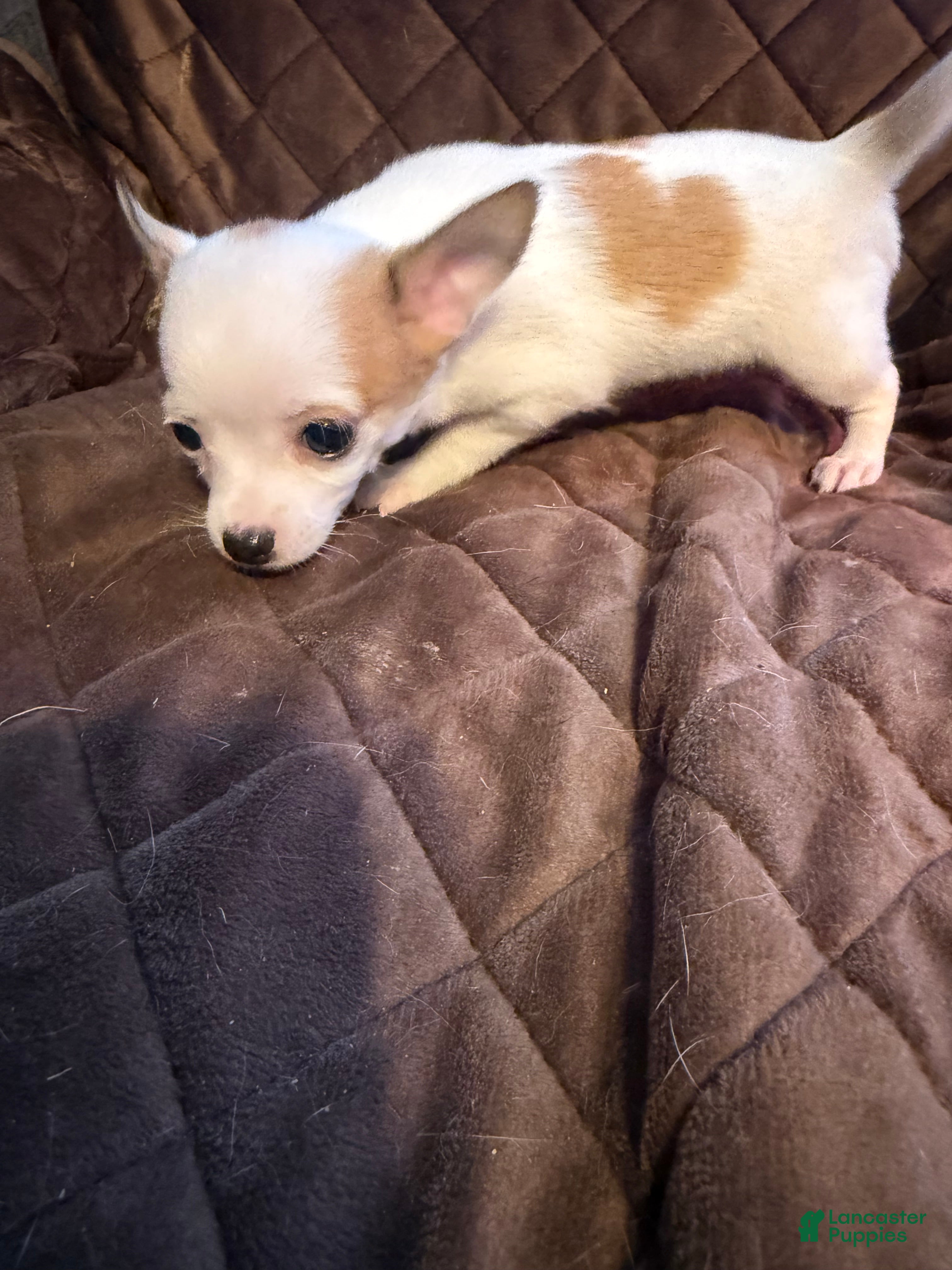 Chihuahua dogs Chihuahua Puppy 2 - Ad 29