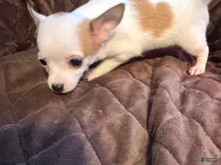 Chihuahua dogs Chihuahua Puppy 2 - Ad 29