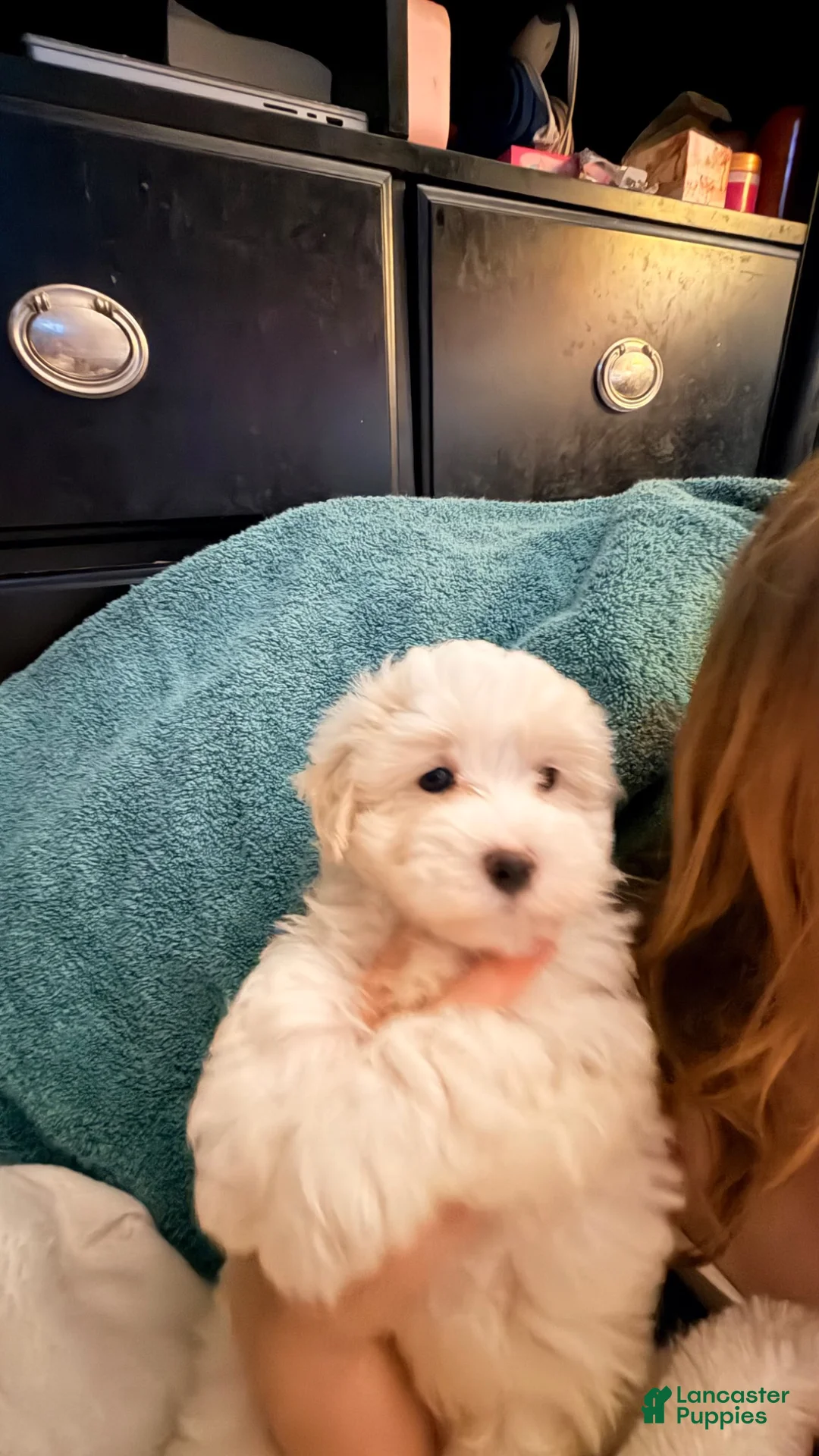 Maltipoo dogs for sale: Maltipoo 1 - Ad 7