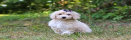 Bichpoo dogs for sale: Sarah - Ad 4