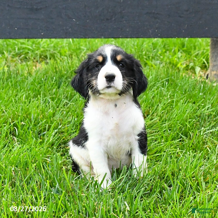 English Springer Spaniel dogs Blessing - Ad 2