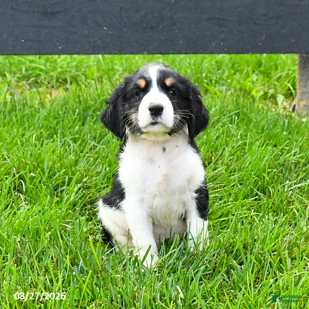 English Springer Spaniel dogs for sale: Blessing - Ad 2