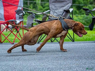 American Pit Bull Terrier dogs - Ad 5