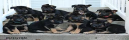 German Shepherd dogs for sale: Flint - Ad 3