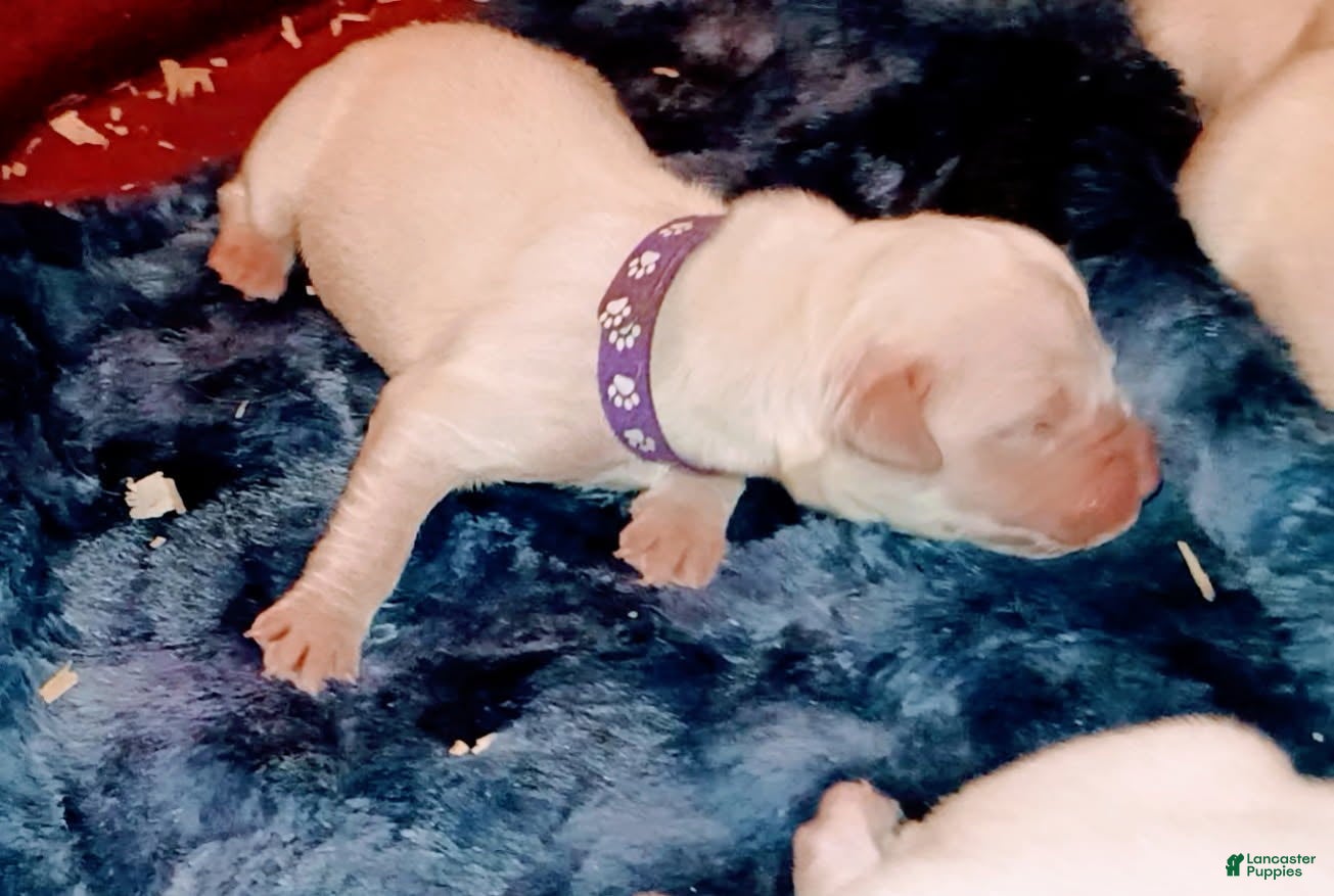 Golden Retriever dogs Purple Girl - Ad 1