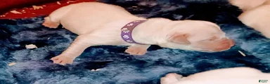 Purple Girl