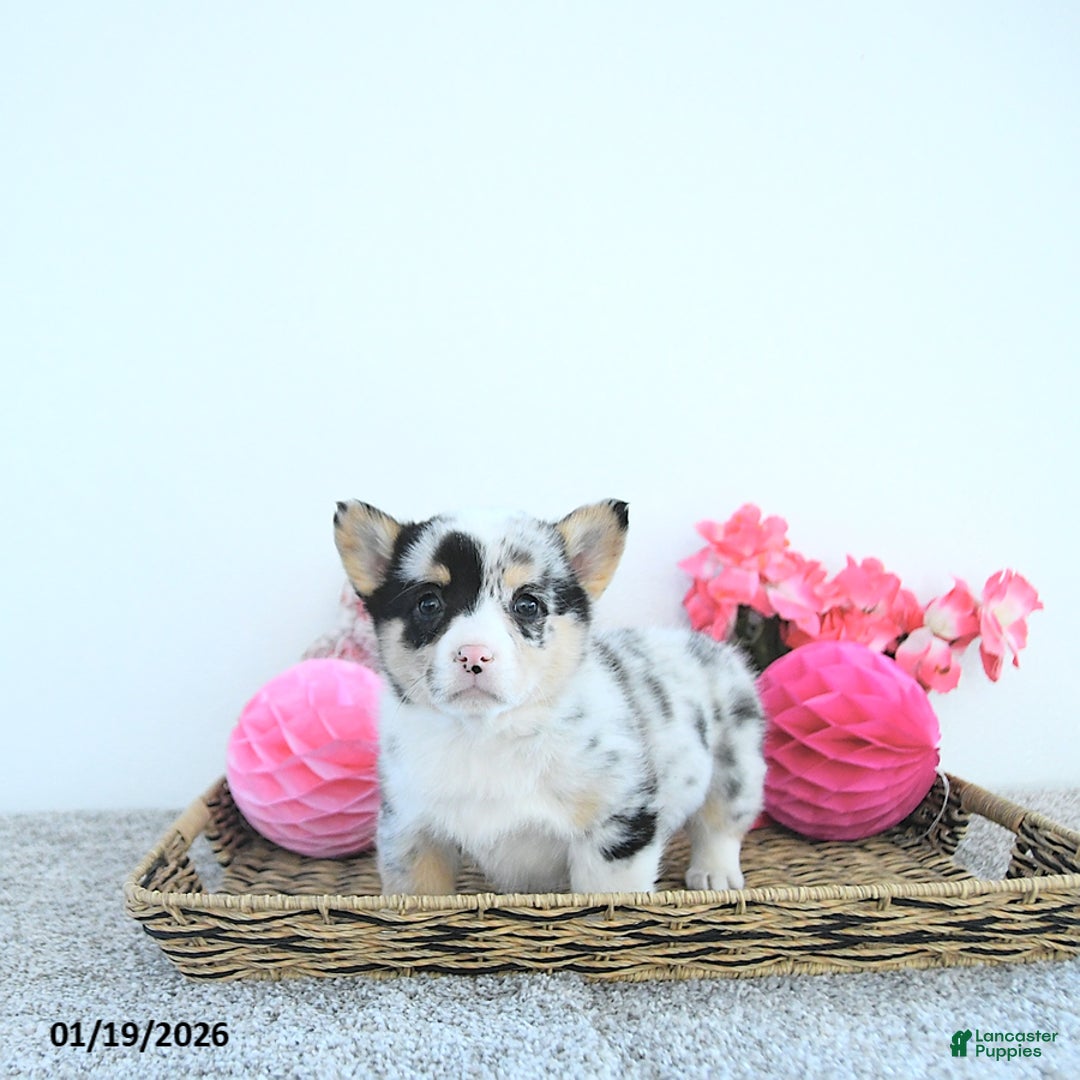Welsh Corgi Pembroke dogs for sale: Jewel - Ad 2