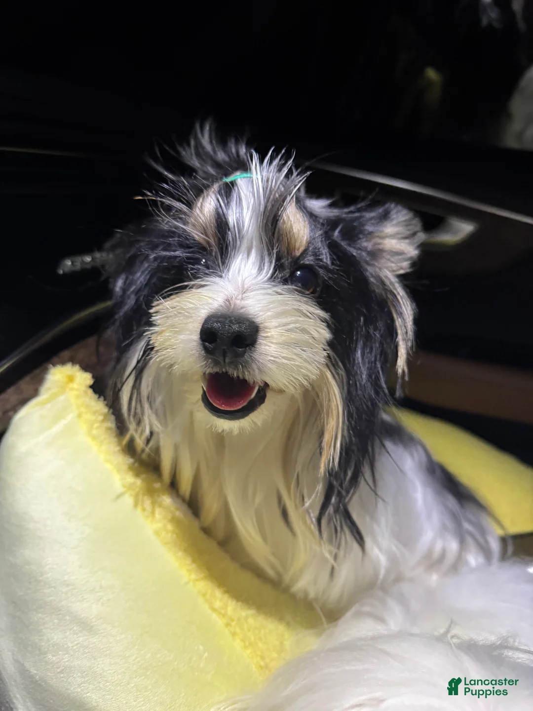 Yorkshire Terrier dogs for sale: Green - Ad 4