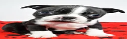 Boston Terrier dogs for sale: Piper - Ad 4