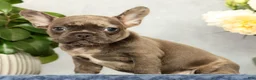 French Bulldog dogs for sale: Paula - Ad 4