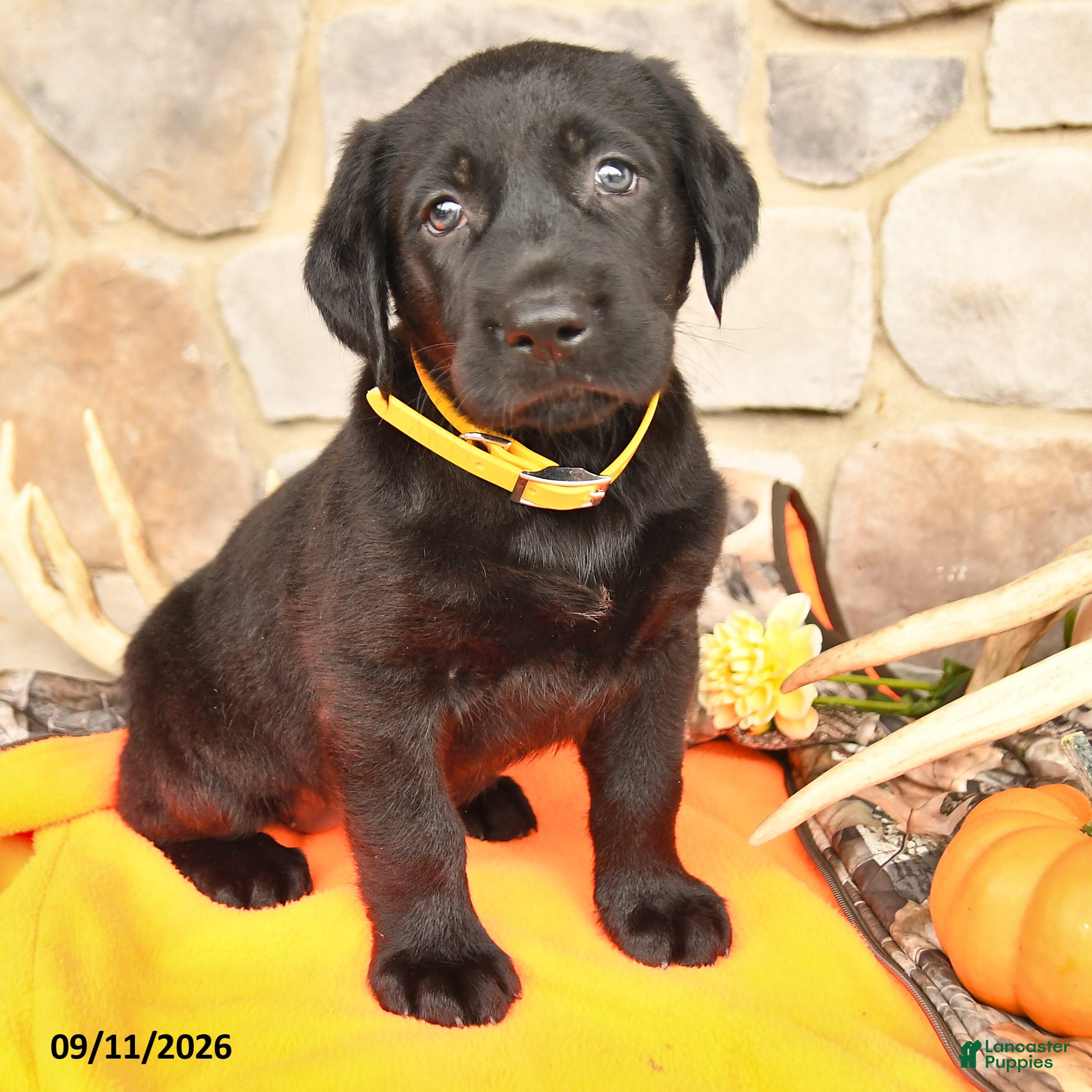 Labrador Retriever dogs Paige - Ad 2
