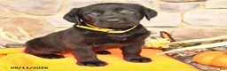 Labrador Retriever dogs for sale: Paige - Ad 2