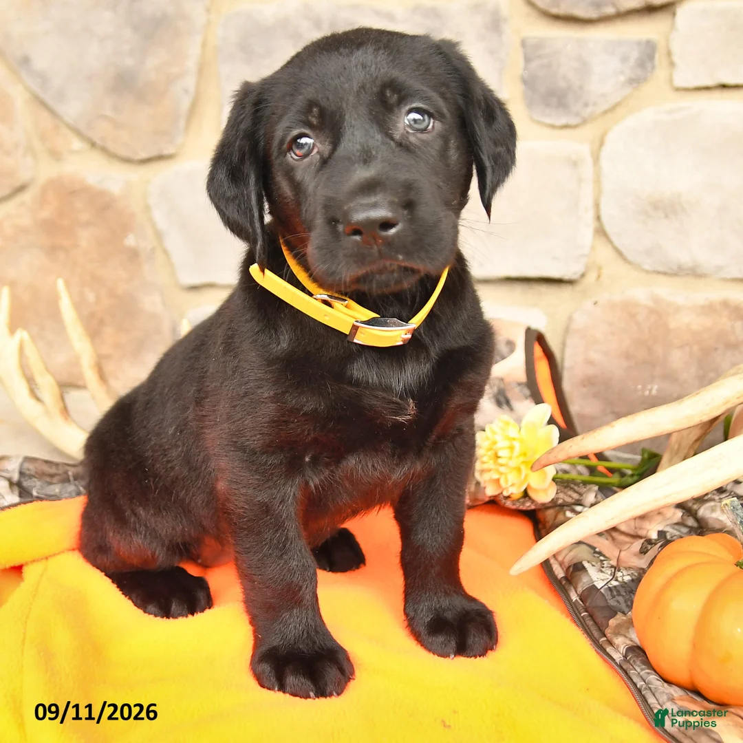 Labrador Retriever dogs for sale: Paige - Ad 2