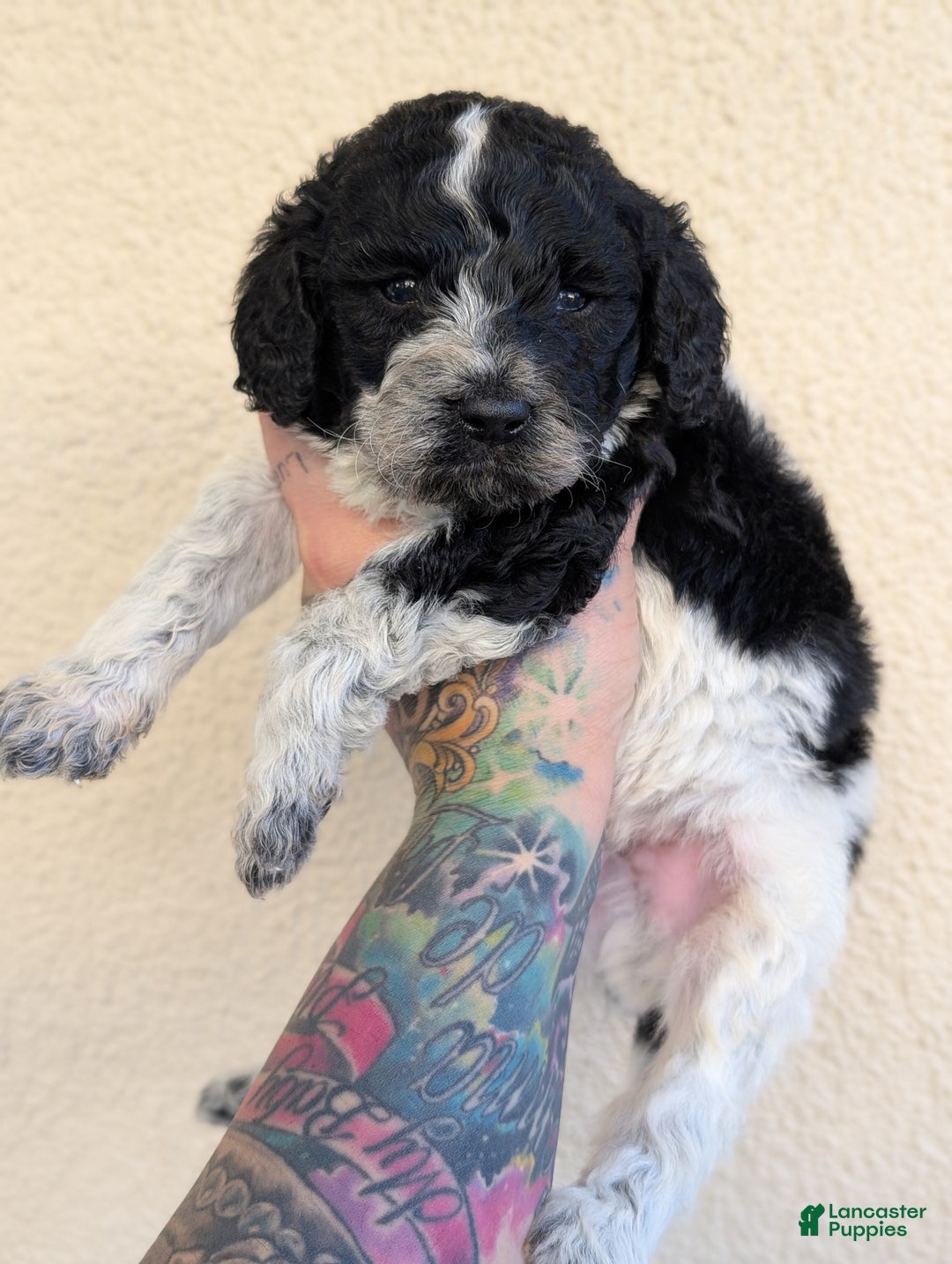 Mixed Breed dogs for sale: BENTO - Ad 2