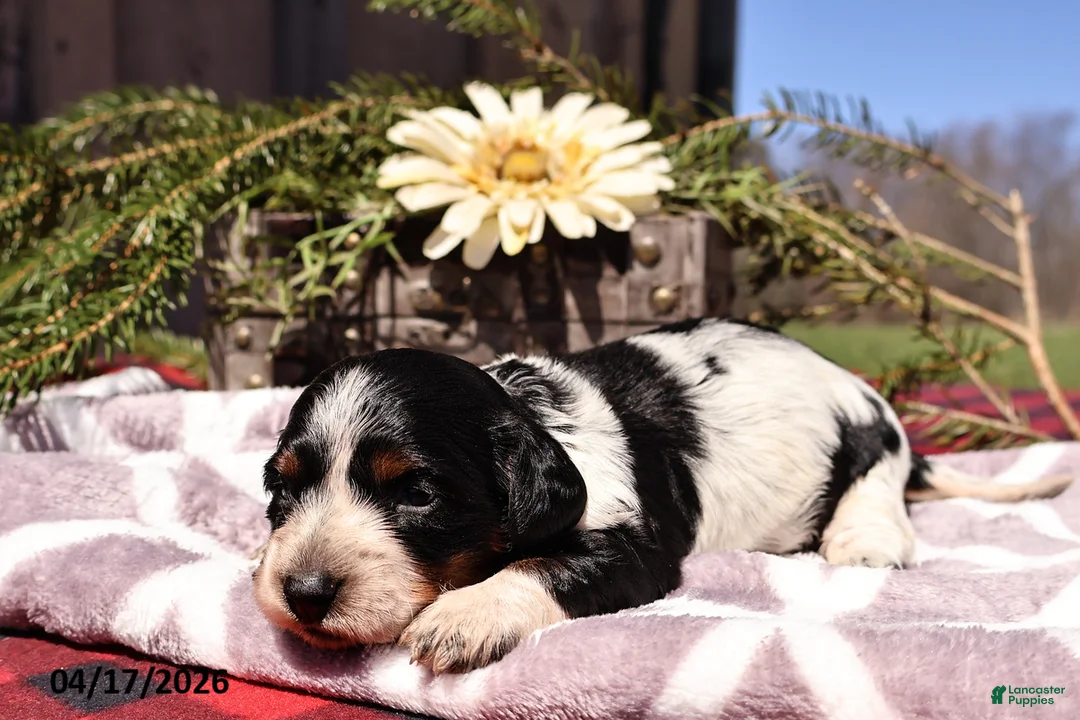 Miniature Dachshund dogs for sale: Minnie - Ad 1