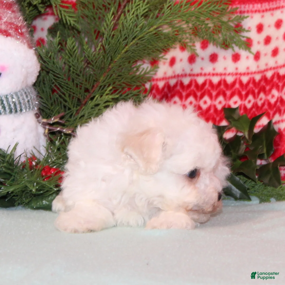 Bichon Frise dogs for sale: Whistle - Ad 3
