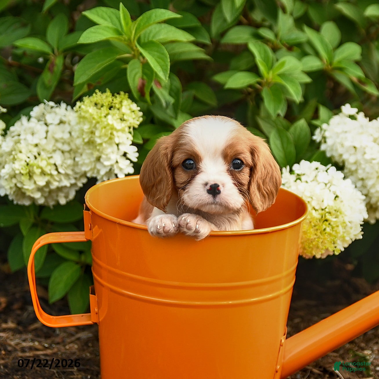 Cavalier King Charles Spaniel dogs Cookies n Cream - Ad 1