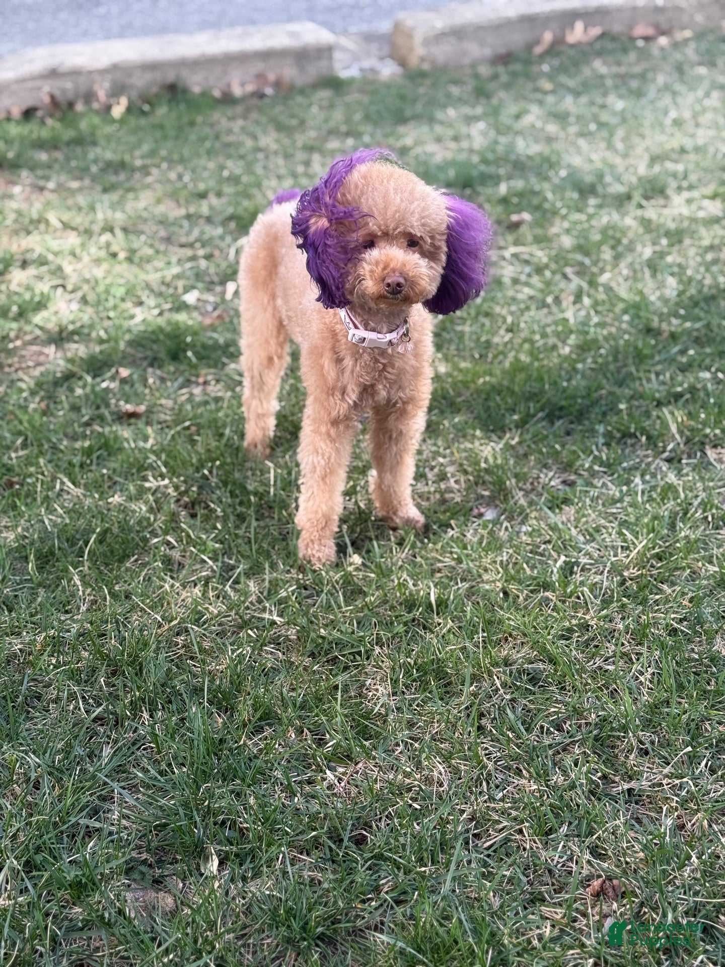 Mini Goldendoodle dogs Mini Goldendoodle 2 - Ad 2