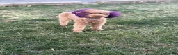 Mini Goldendoodle dogs for sale: Mini Goldendoodle 1 - Ad 2