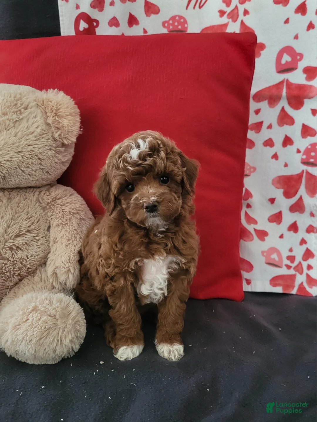 Goldendoodle dogs for sale: Emma - Ad 3